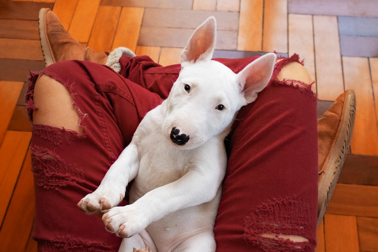 Bull Terrier relaxing on the ground