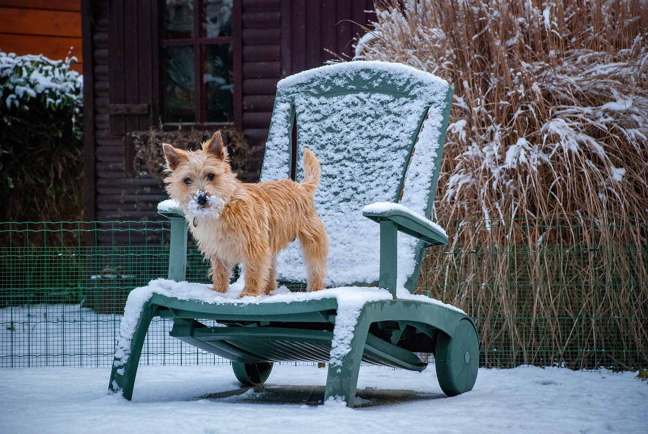 Cairn Terrier looking alert