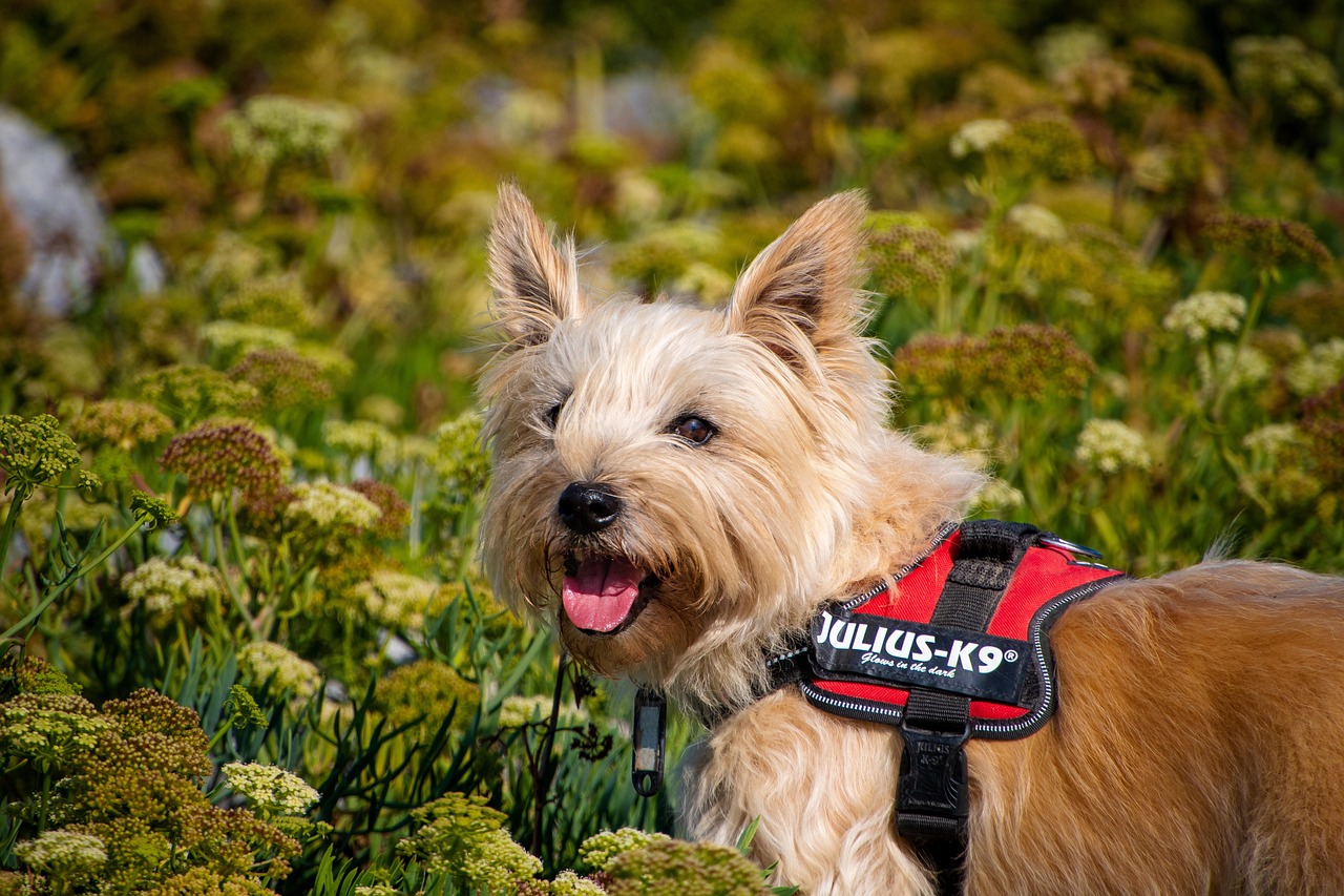 Cairn Terrier close-up portrait