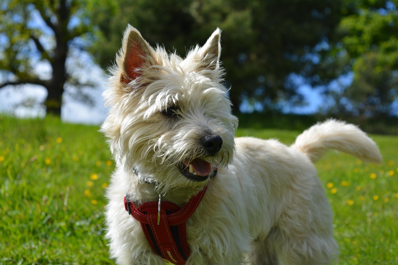 Cairn Terrier running happily