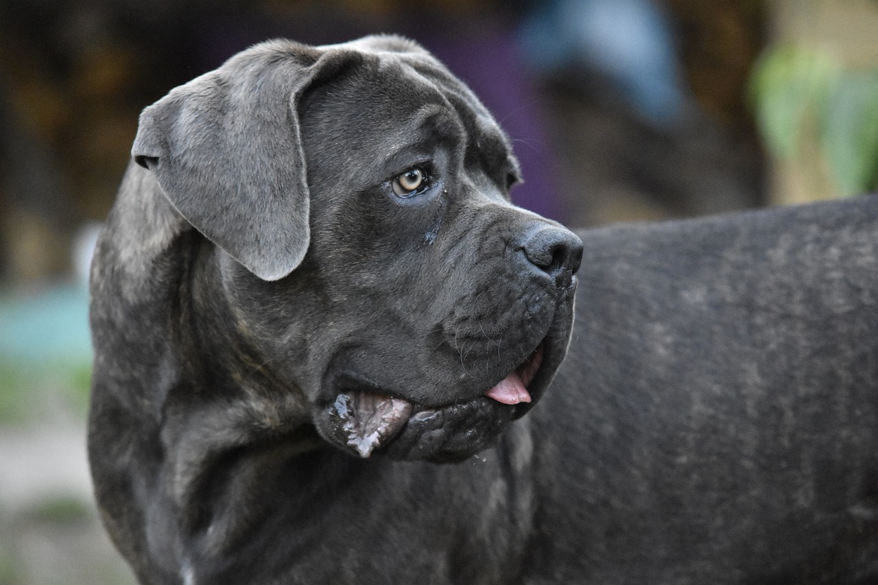 Cane Corso looking alert