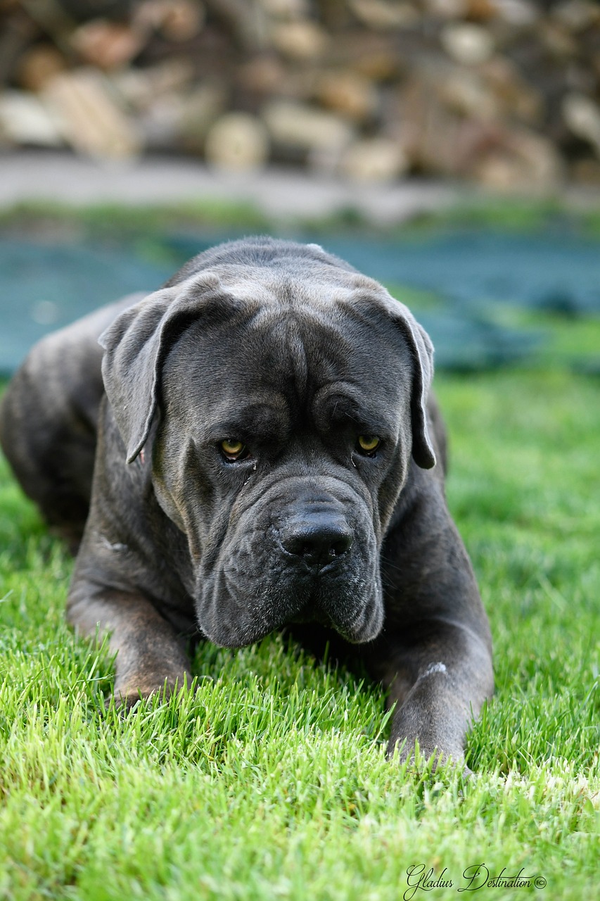 Cane Corso close-up headshot