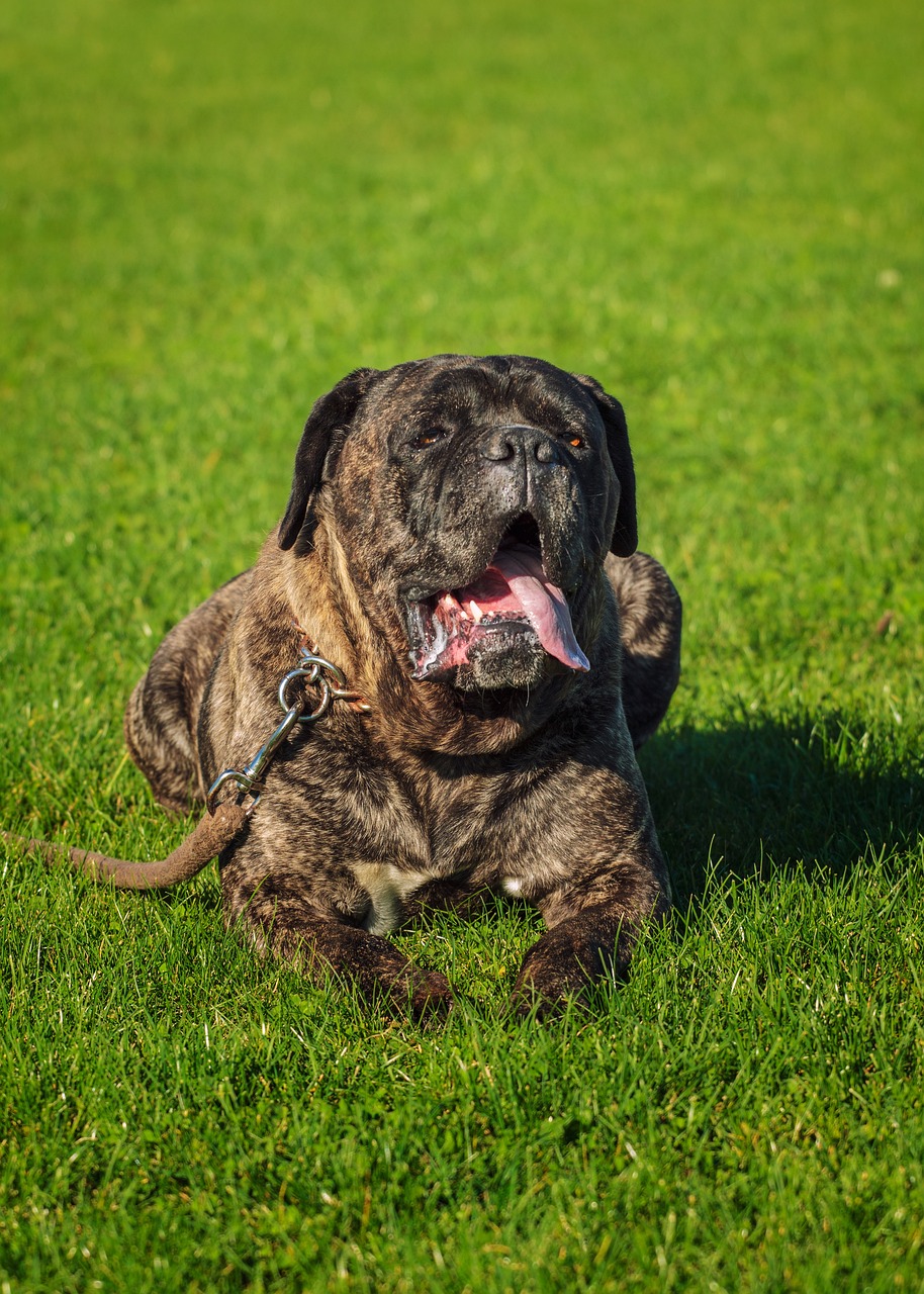 Cane Corso sitting outdoors