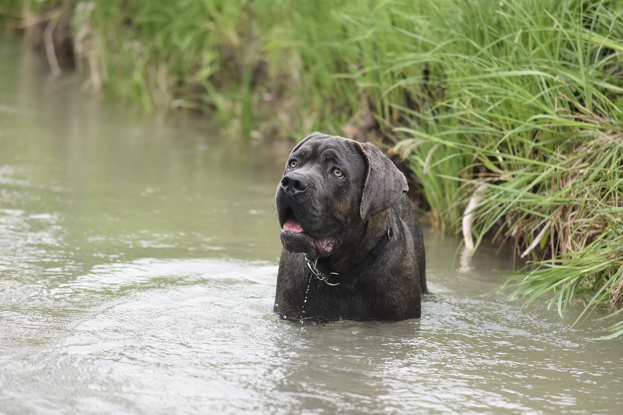 Cane Corso running in a field