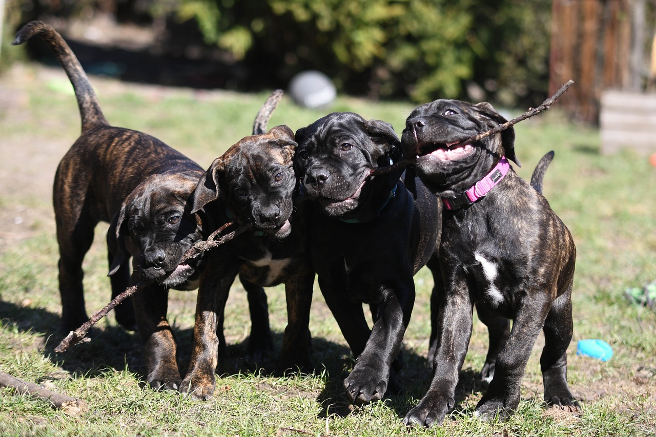 Cane Corso standing in profile