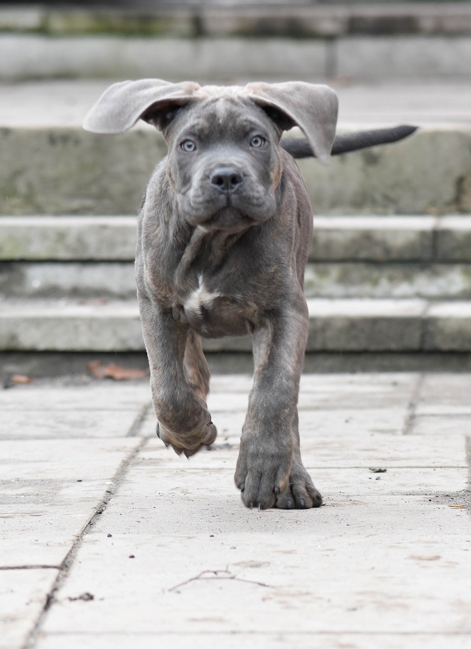 Cane Corso relaxing outdoors