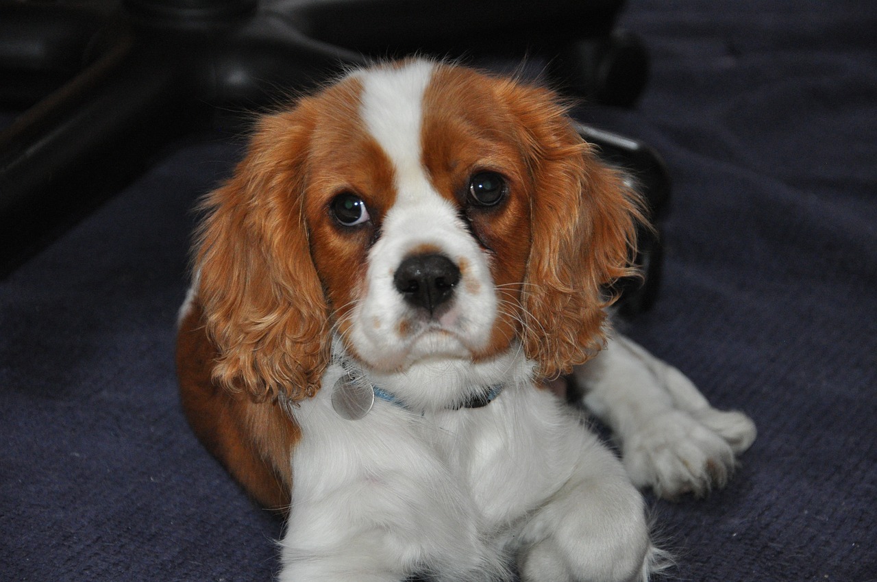 Cavalier King Charles Spaniel