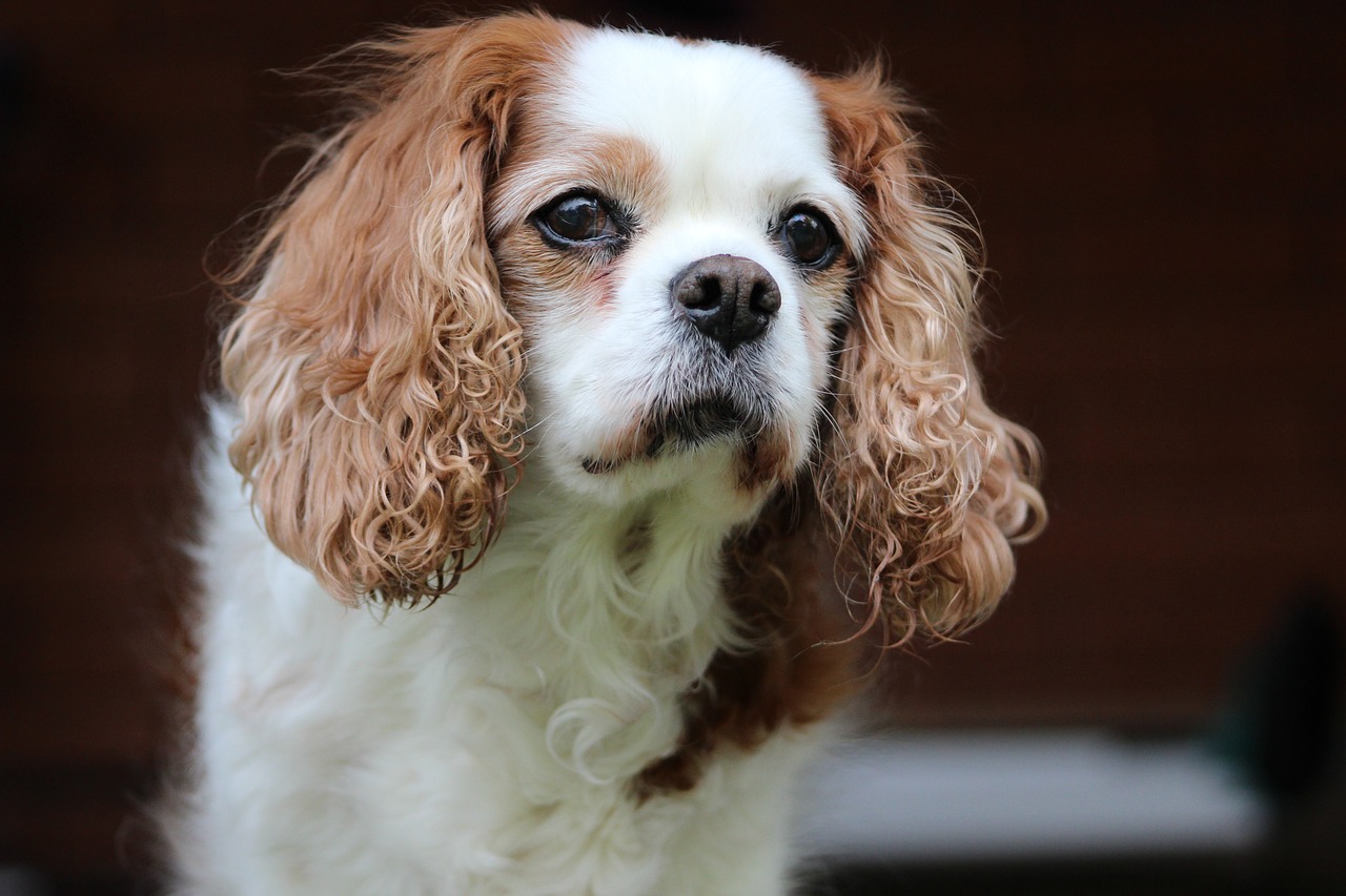 Cavalier King Charles Spaniel looking up