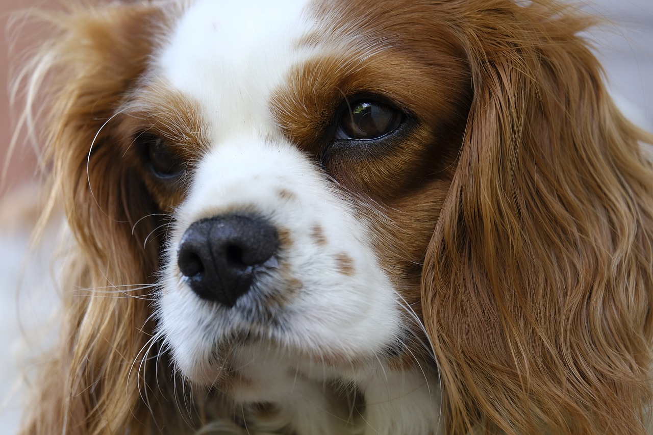 Cavalier King Charles Spaniel sitting on a path