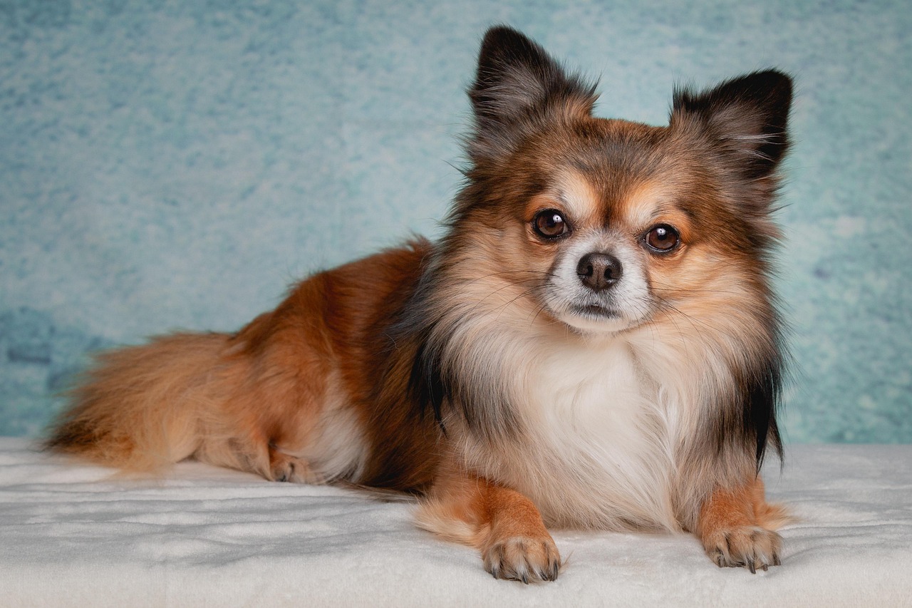 Long-haired Chihuahua looking at camera