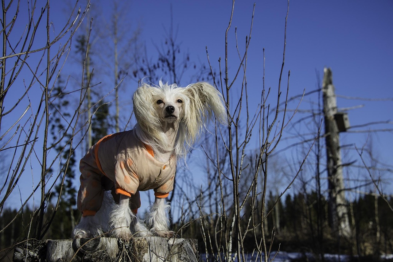 Chinese Crested Powderpuff with long soft coat