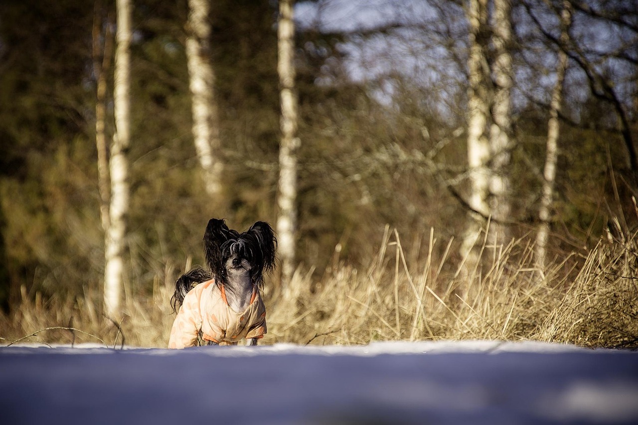 Chinese Crested relaxing on a cushion