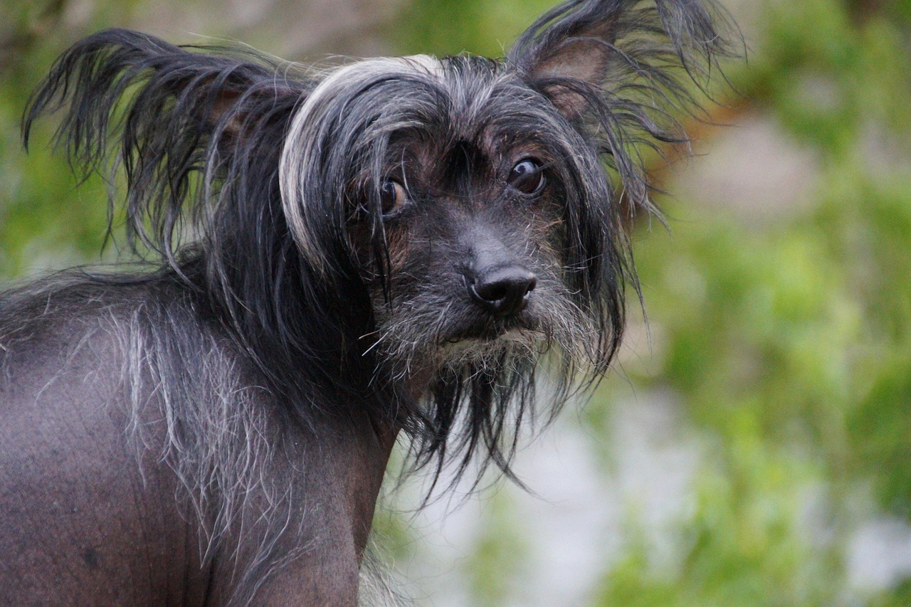 Chinese Crested looking up at the camera