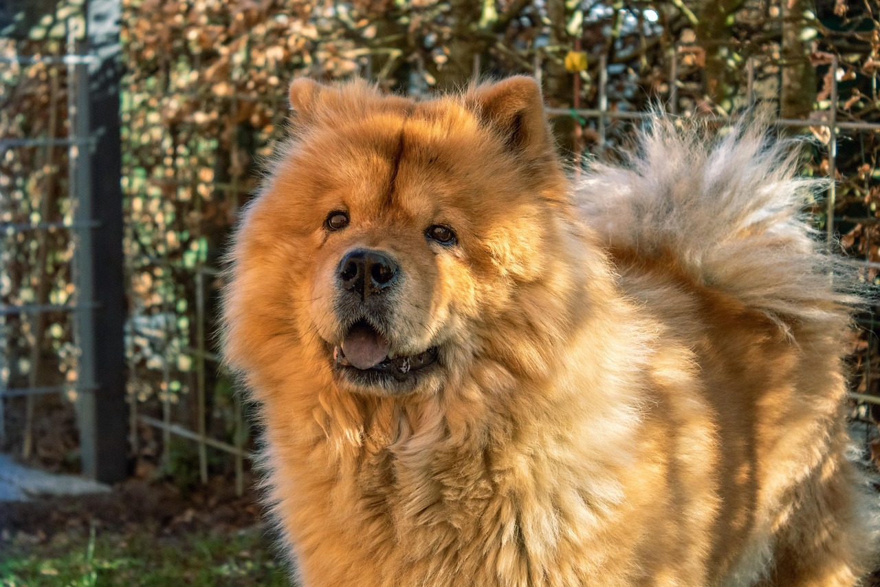 Chow Chow outdoors on grass