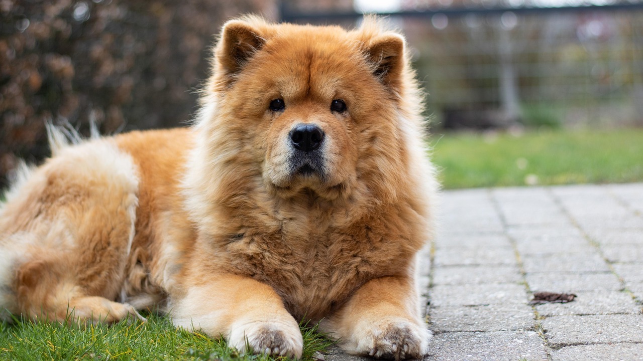 Chow Chow close-up of face and mane
