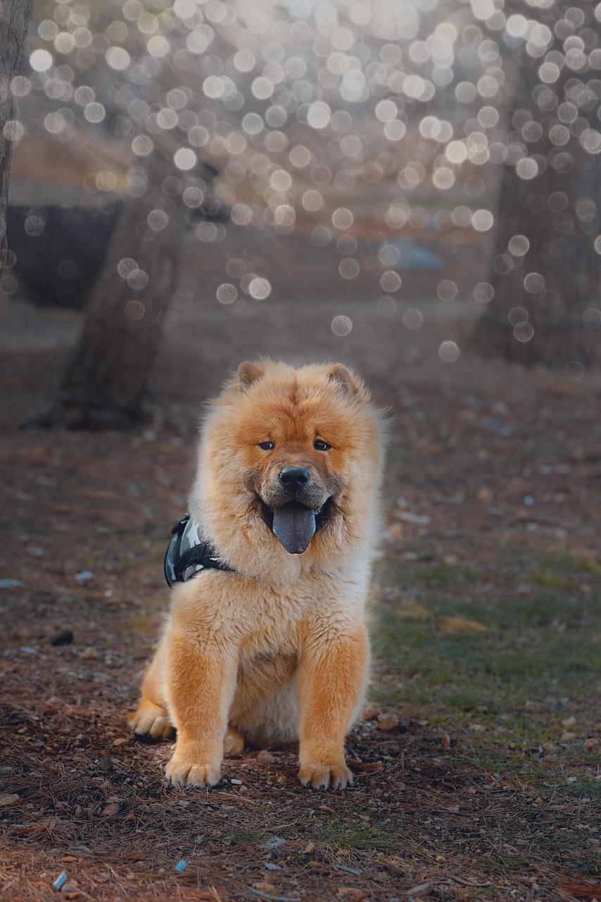 Chow Chow walking in a park
