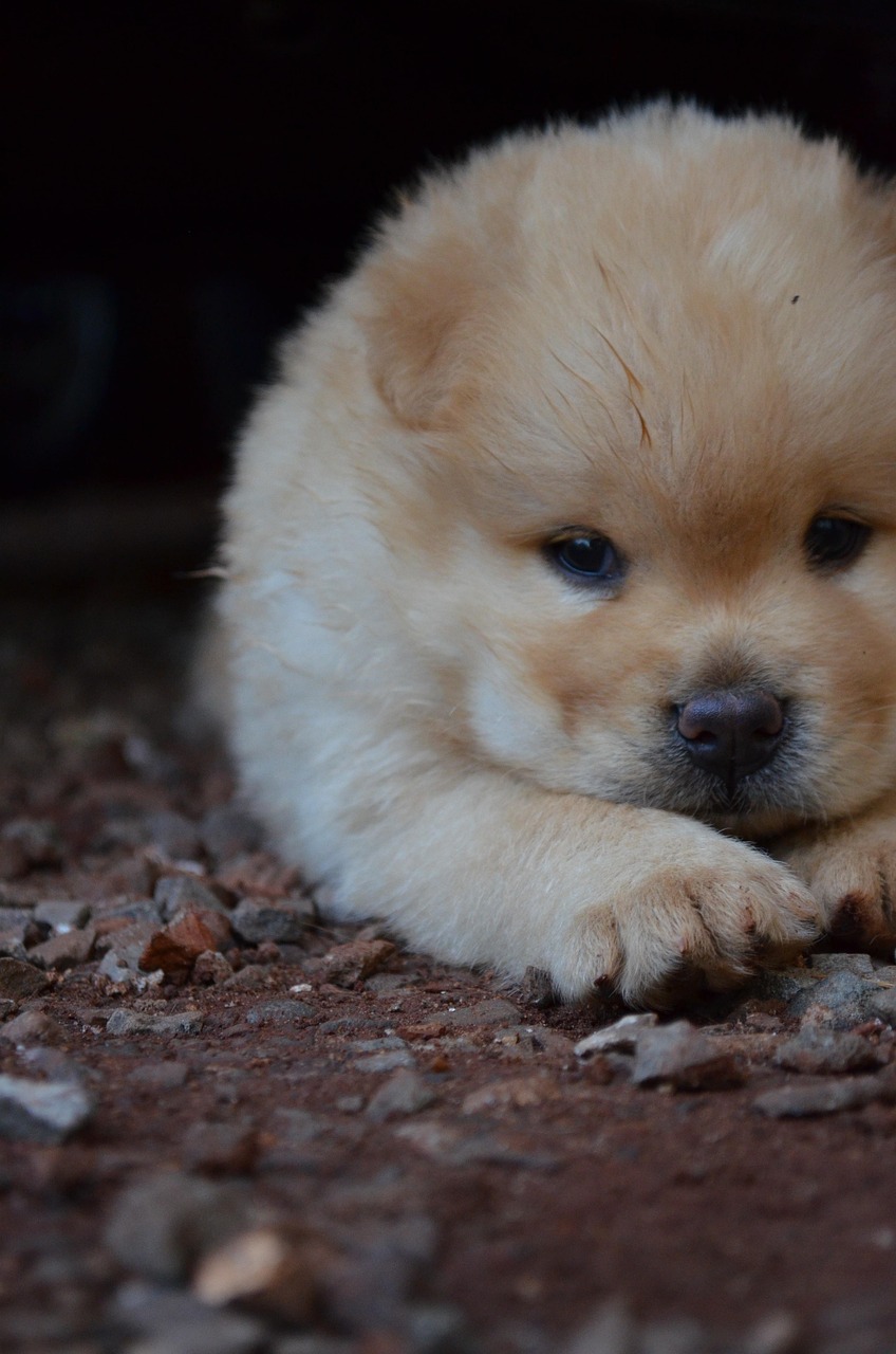 Chow Chow puppy sitting