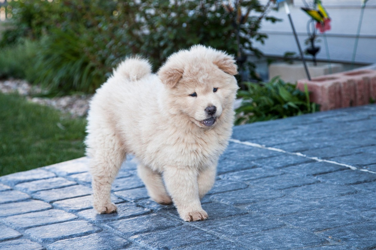 Chow Chow resting on the ground