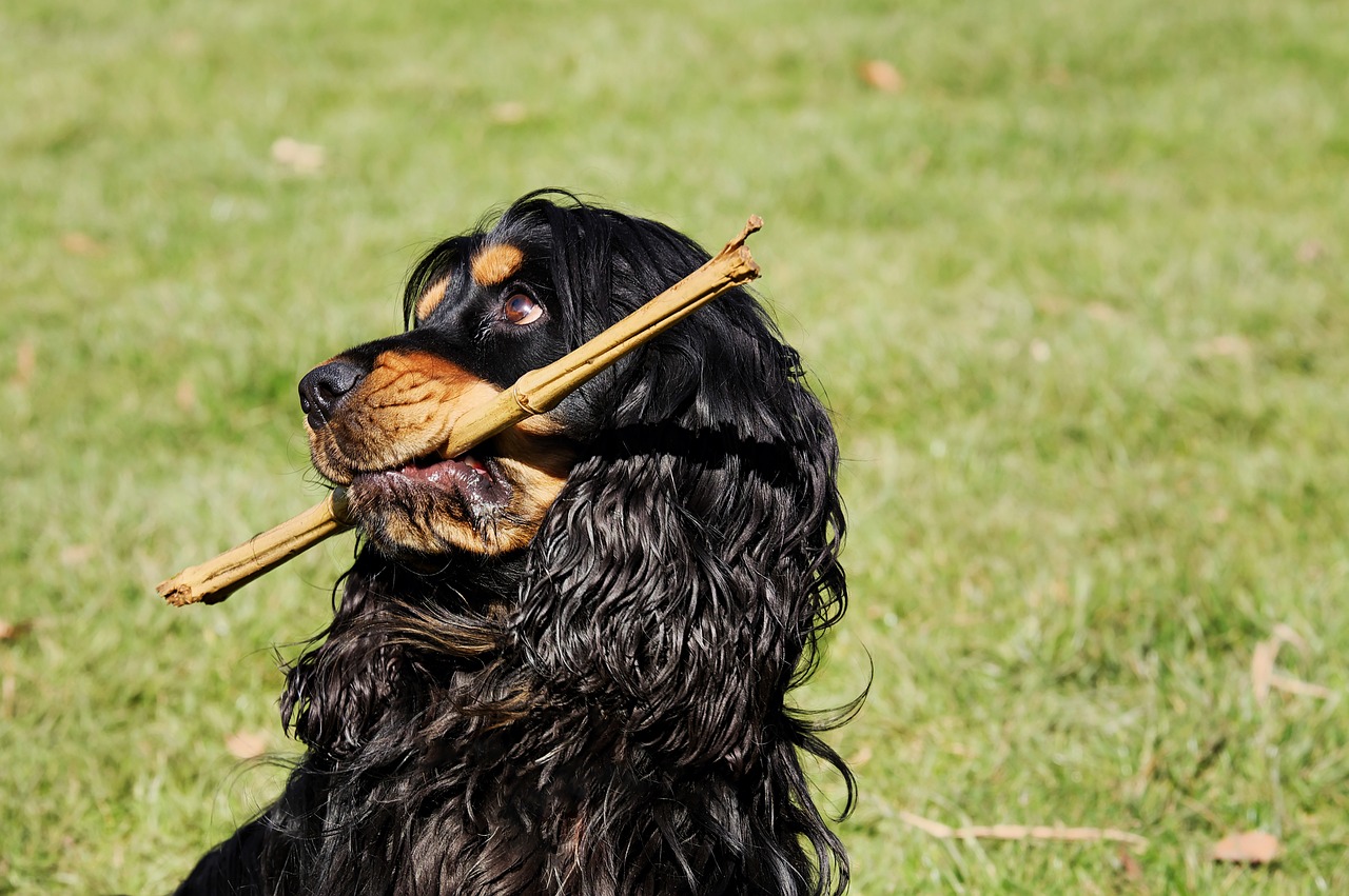 Cocker Spaniel sitting on grass