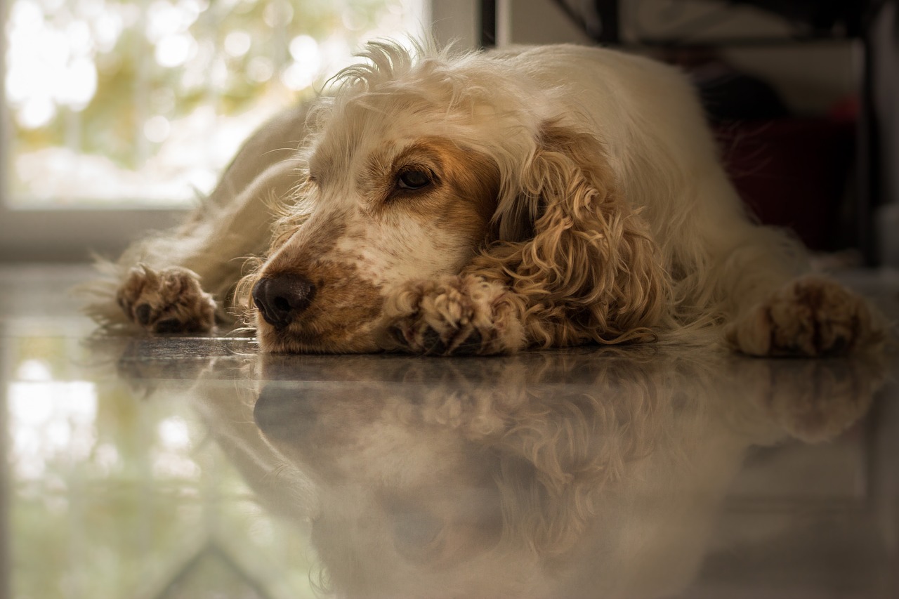 Cocker Spaniel lying down and resting