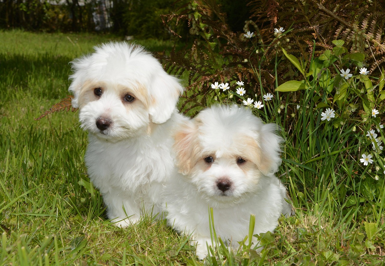 Coton de Tulear with fluffy white coat