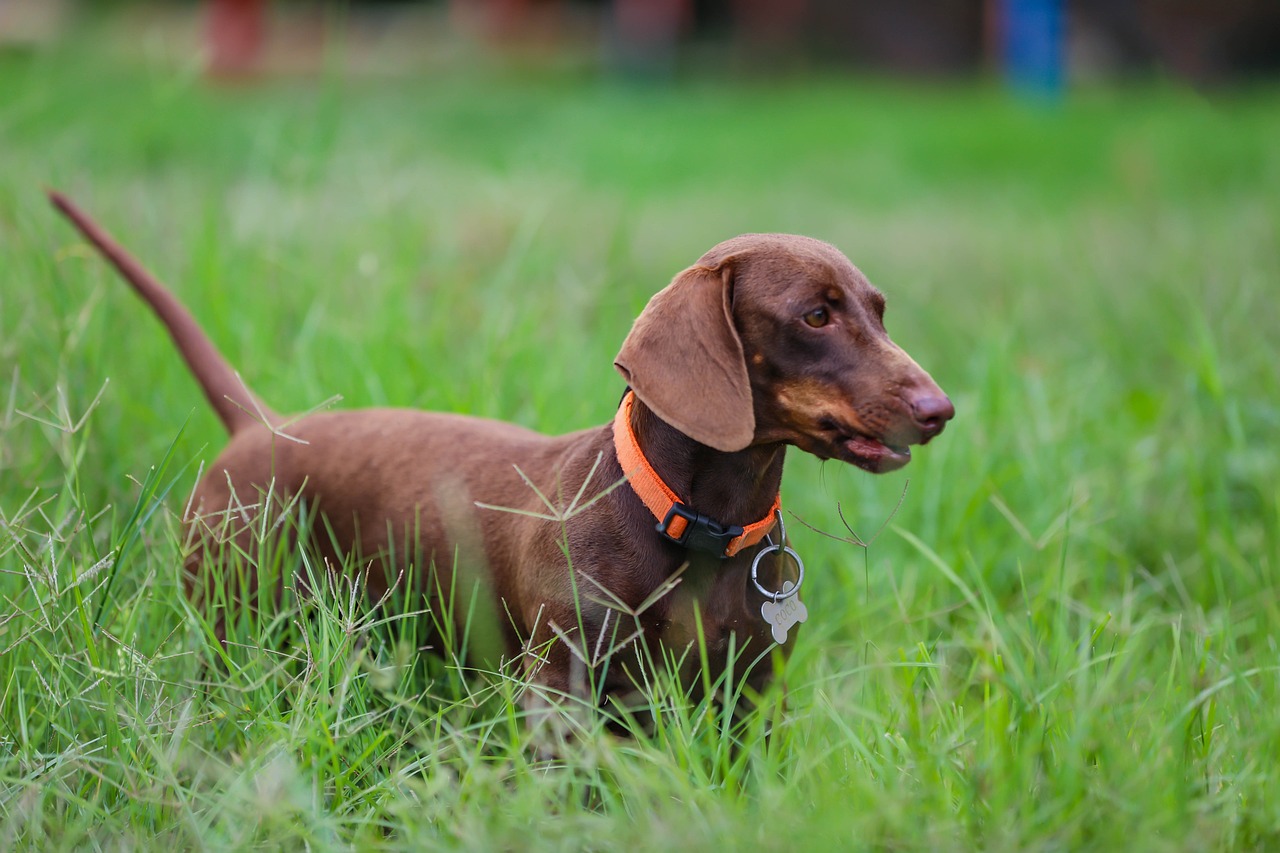 Dachshund on a walk