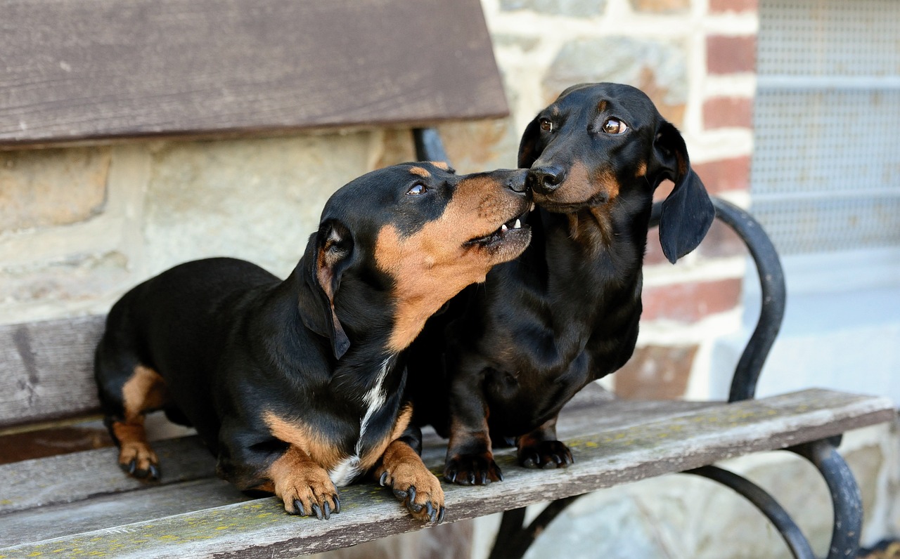 Dachshund close-up portrait