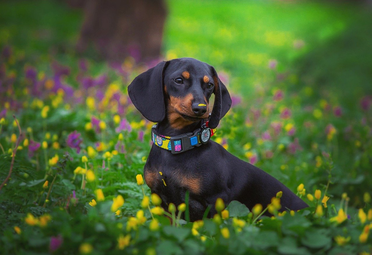 Dachshund exploring outdoors