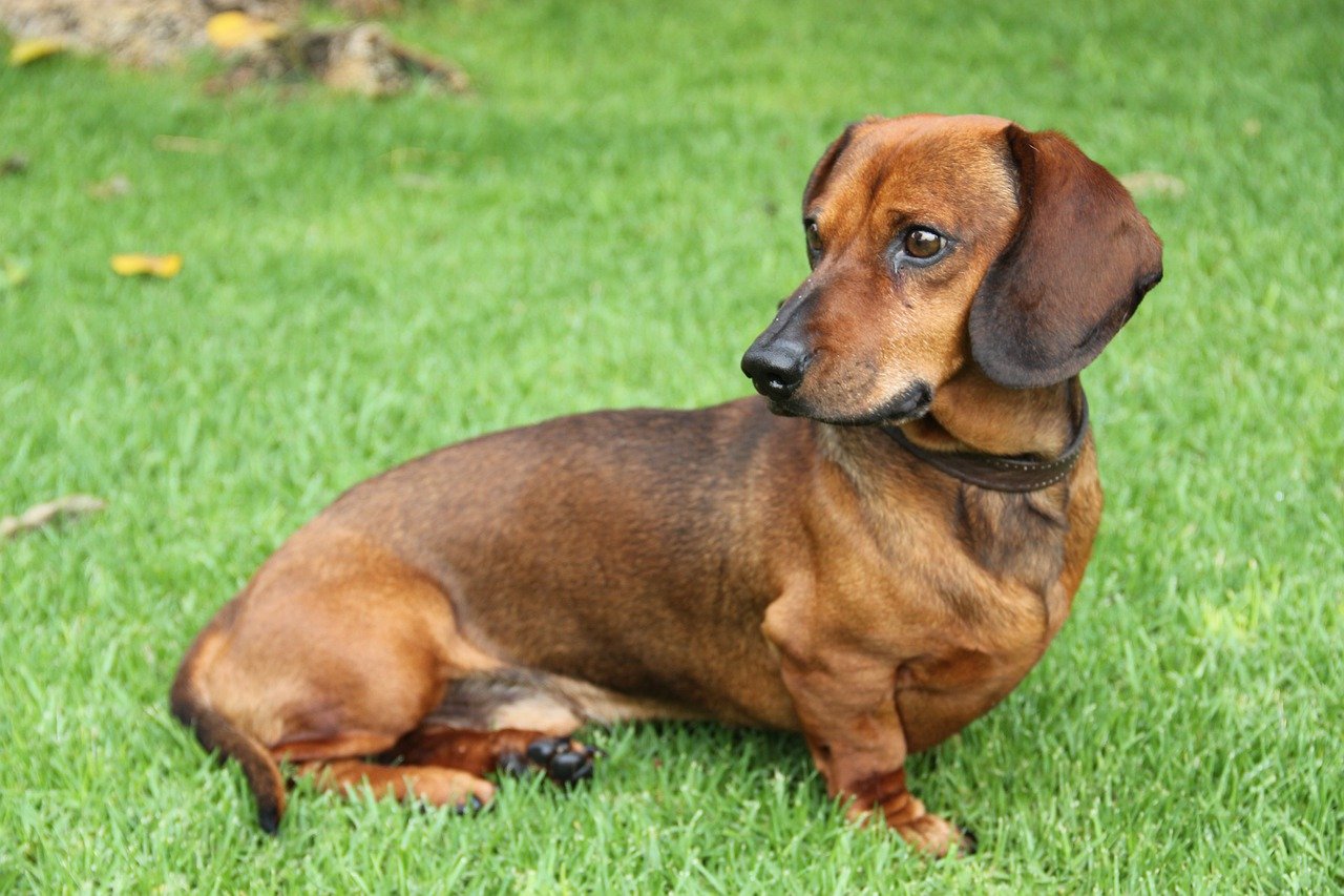 Dachshund sitting in a field