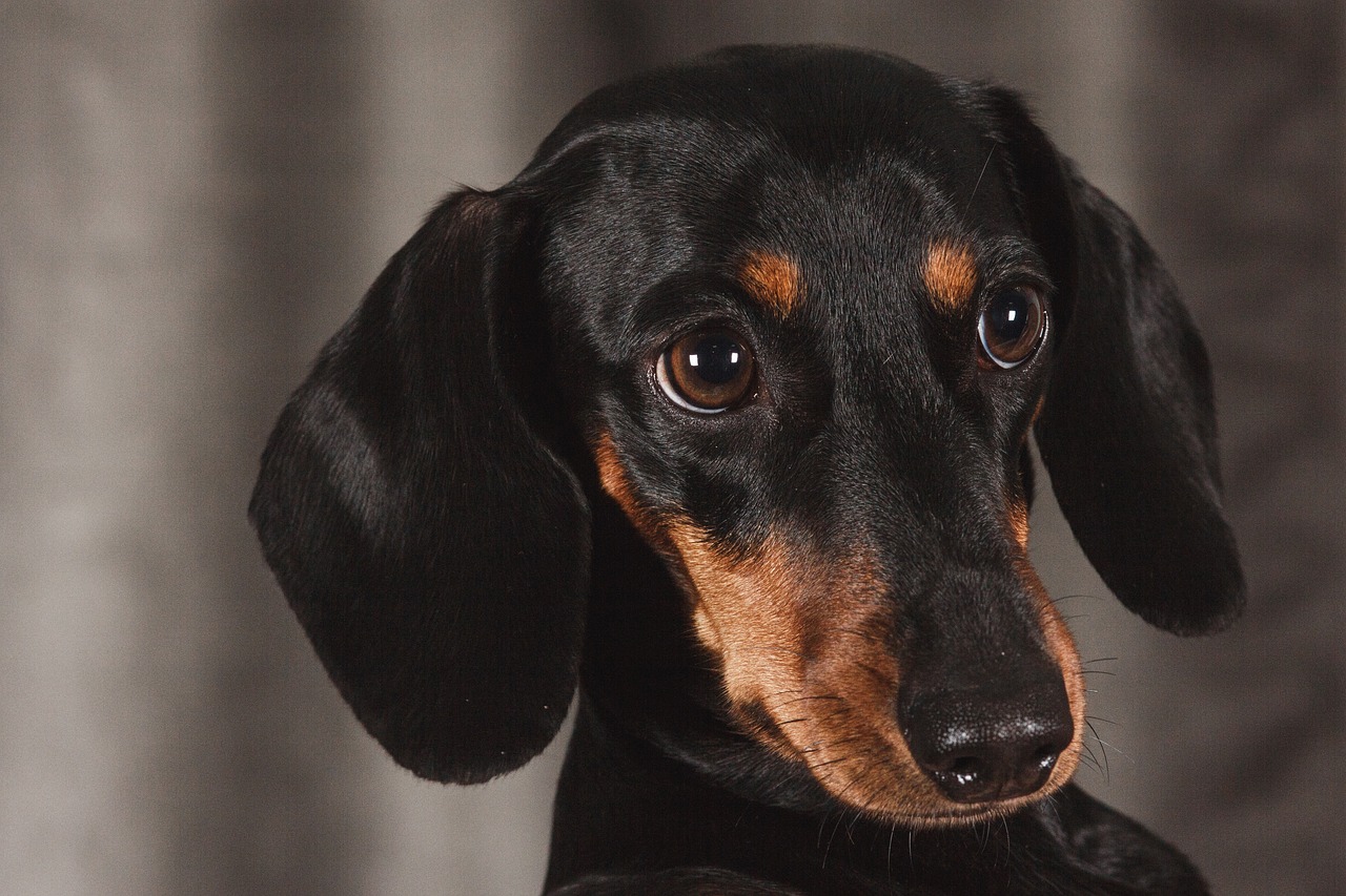 Dachshund with a curious expression