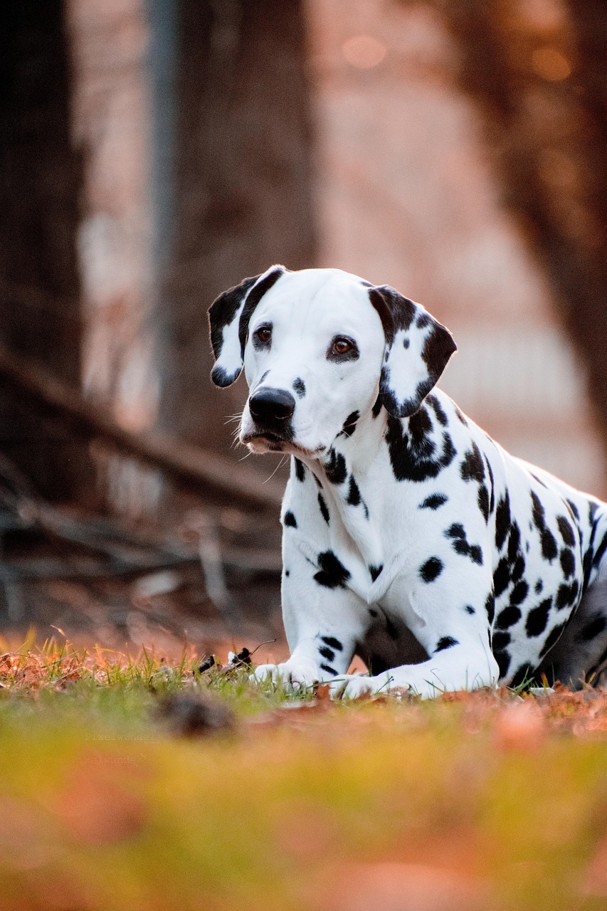 Dalmatian