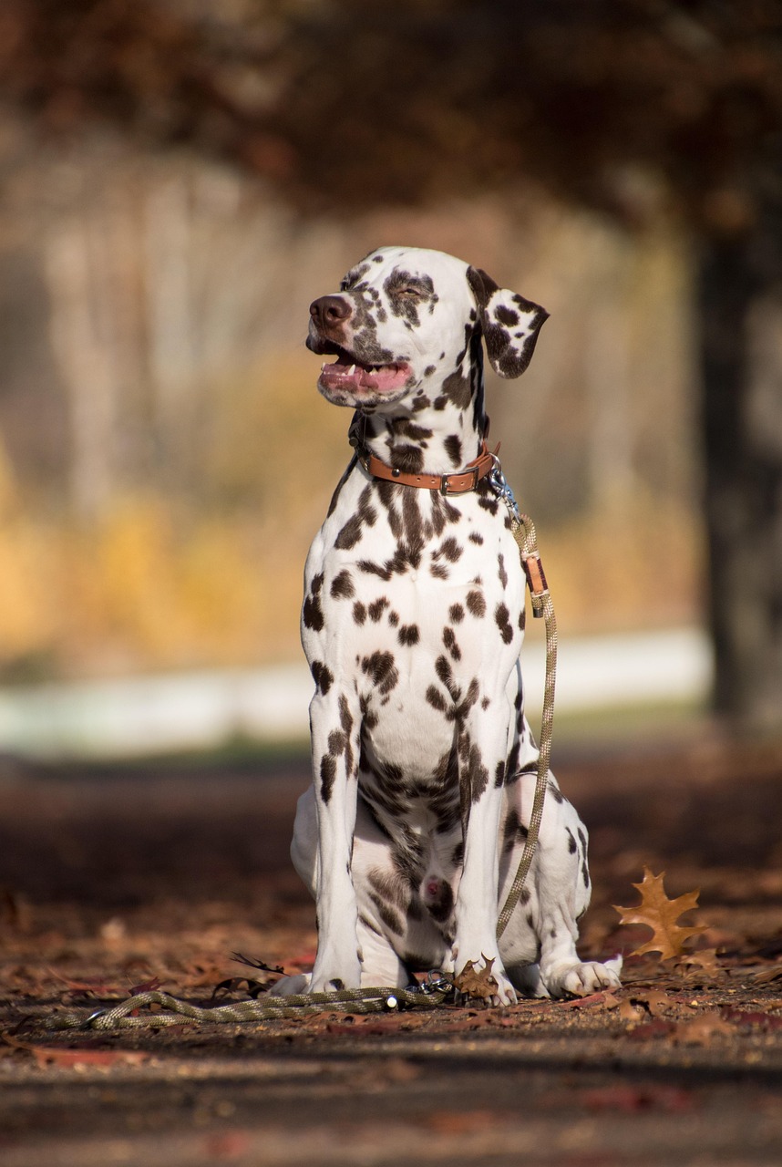 Dalmatian looking at the camera