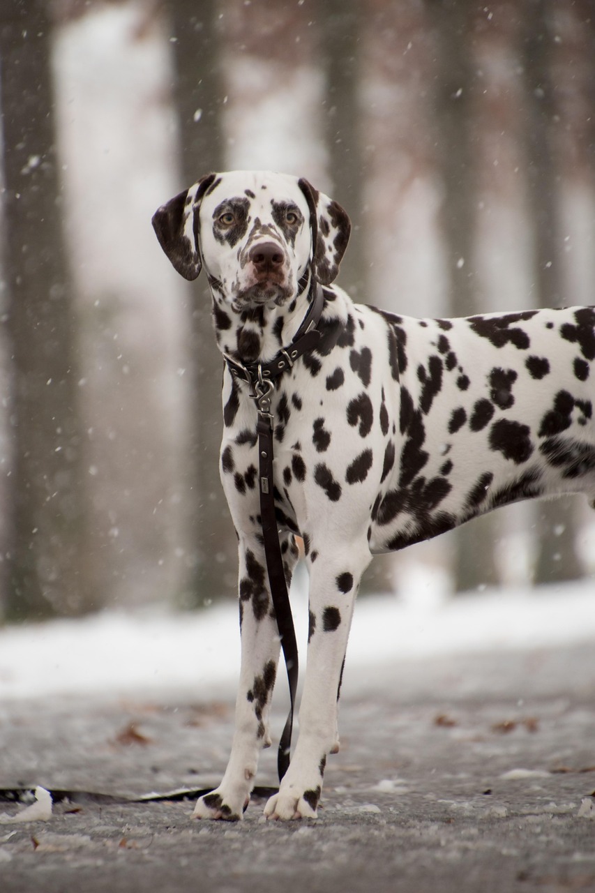 Dalmatian running outdoors