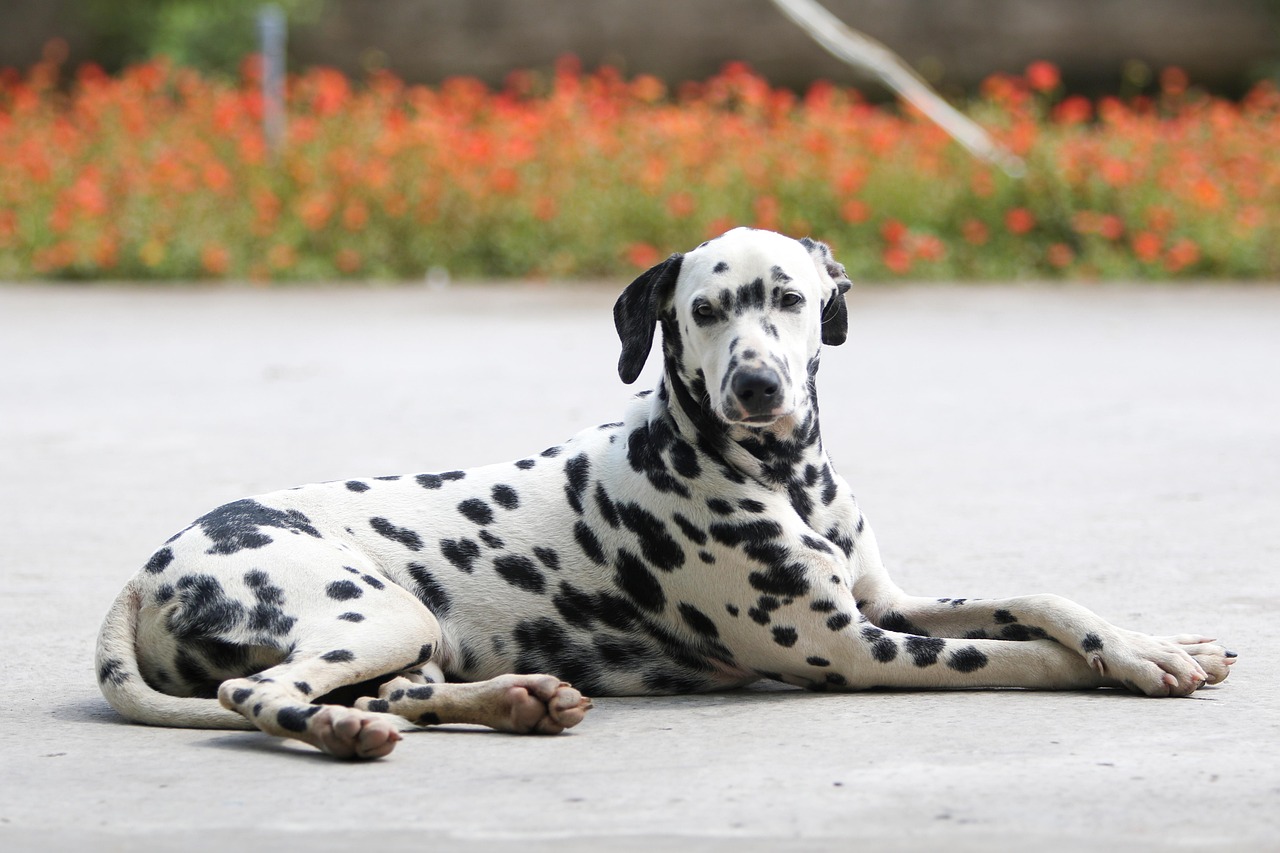 Dalmatian standing in a field