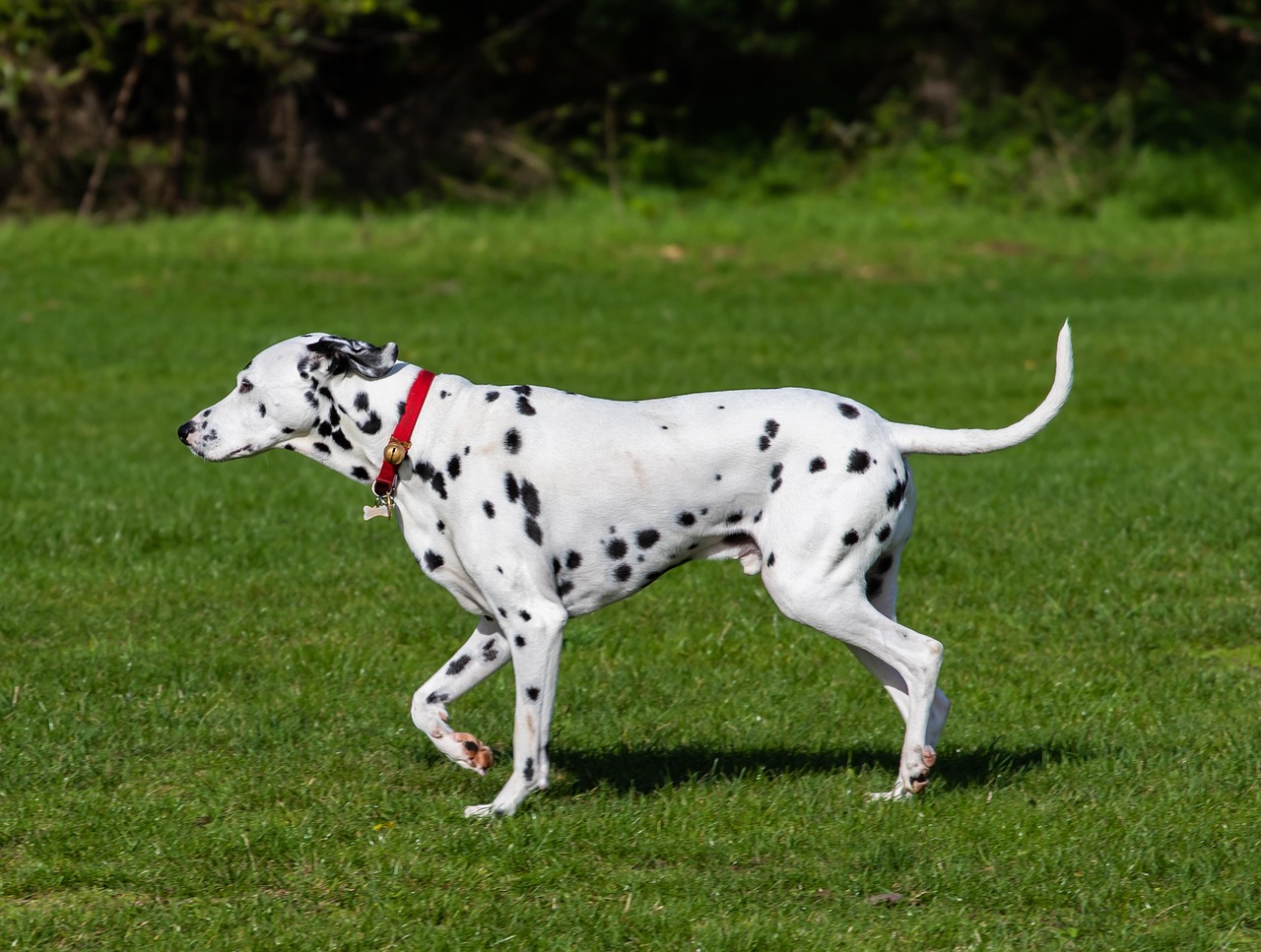Dalmatian close-up portrait
