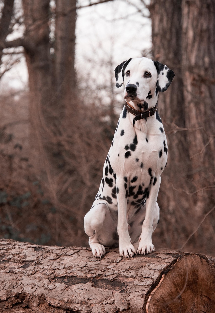 Dalmatian resting outdoors