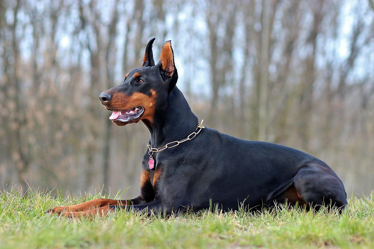 Doberman Pinscher running