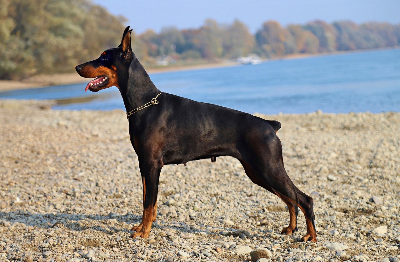 Doberman Pinscher resting