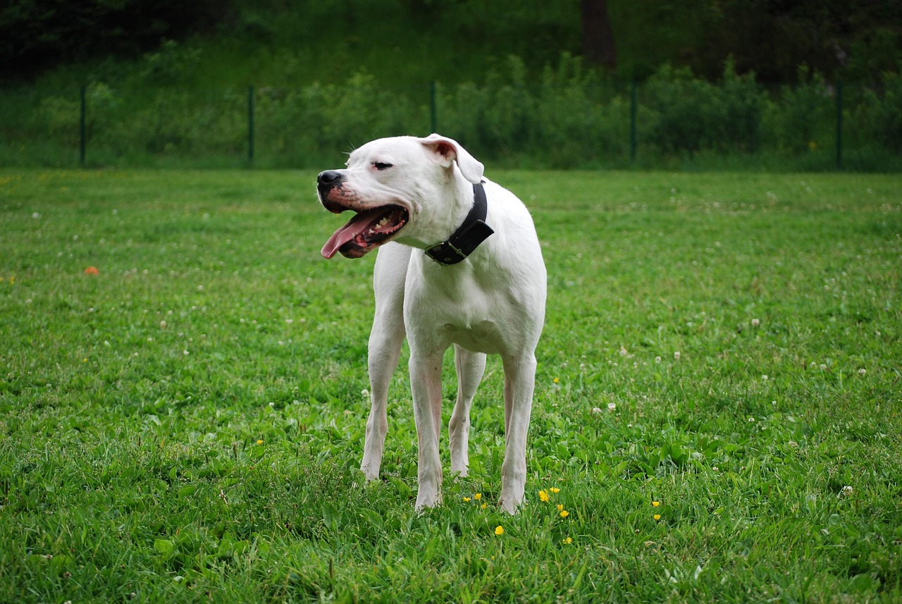 Dogo Argentino outdoors
