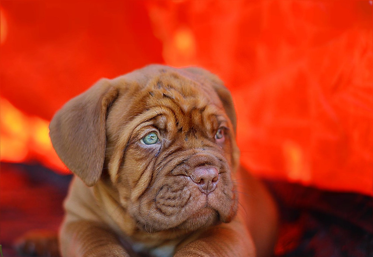 Dogue de Bordeaux outdoors