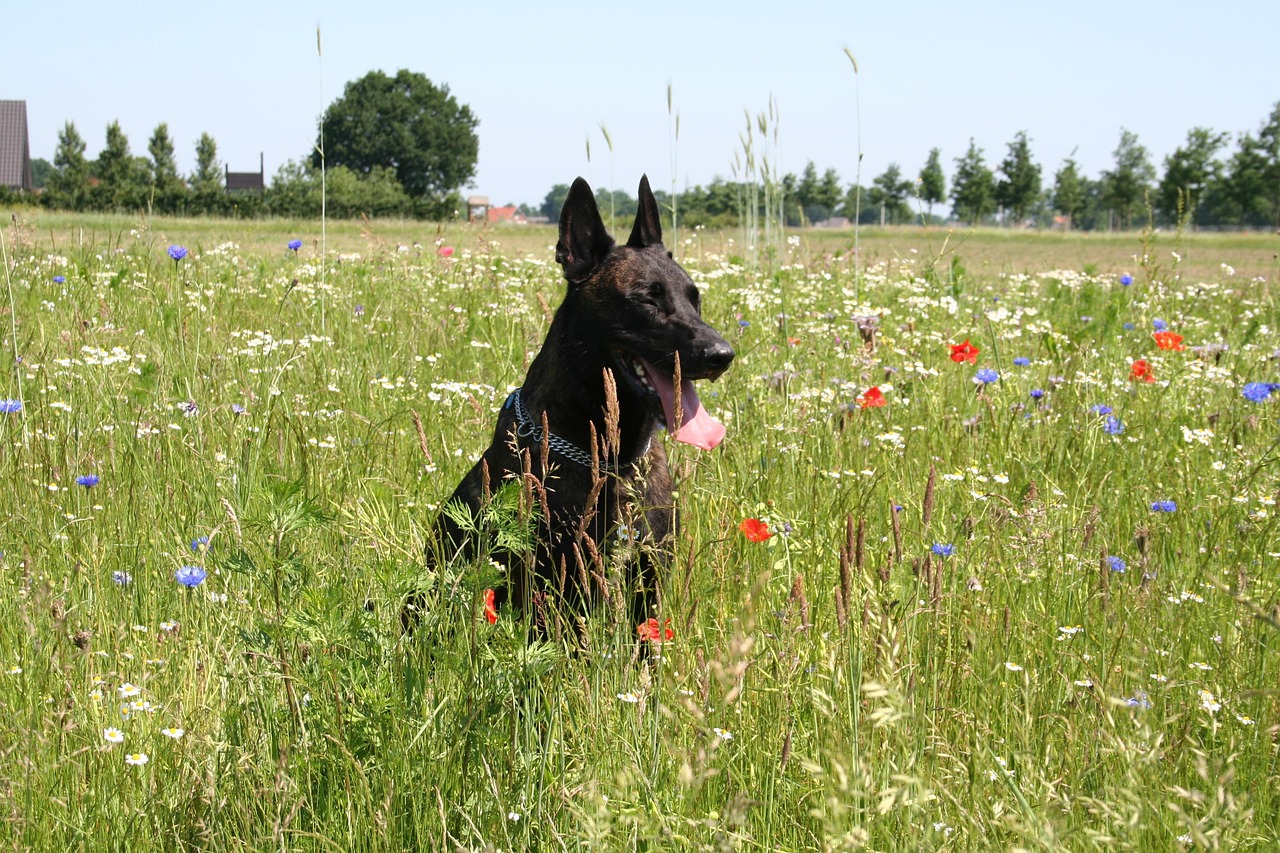 Dutch Shepherd running in a field