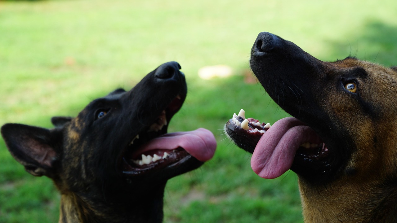 Dutch Shepherd alert and focused
