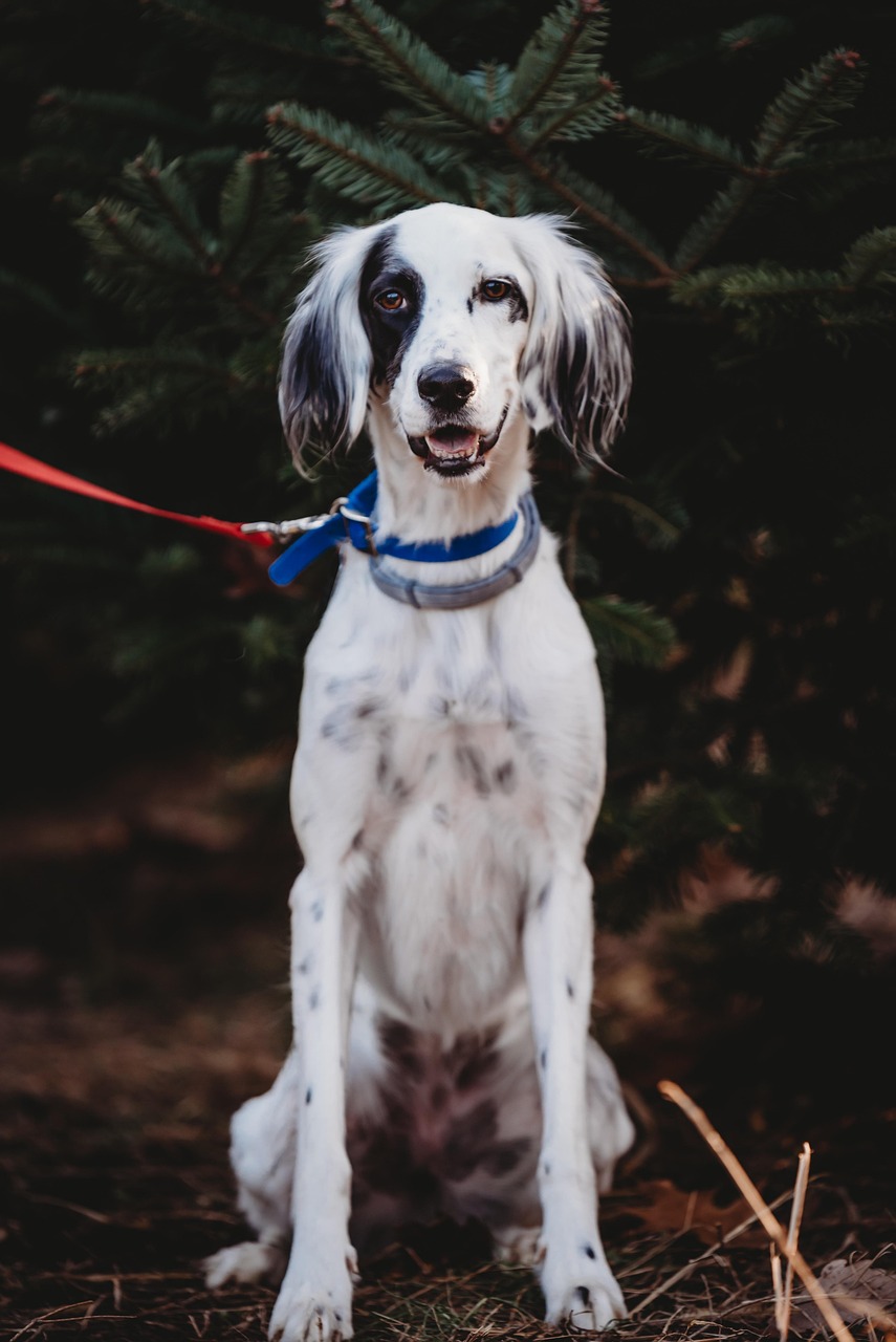English Setter running outdoors