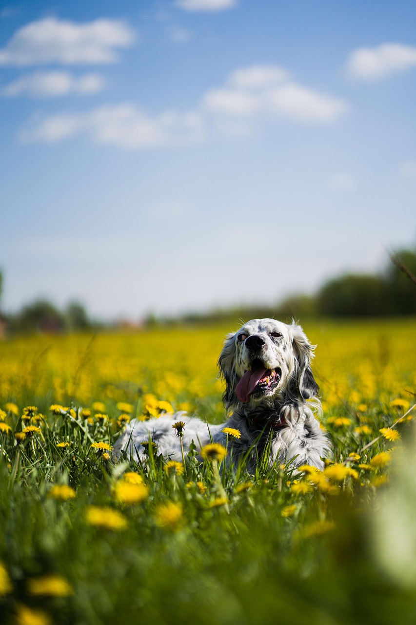 English Setter with a flowing feathered coat