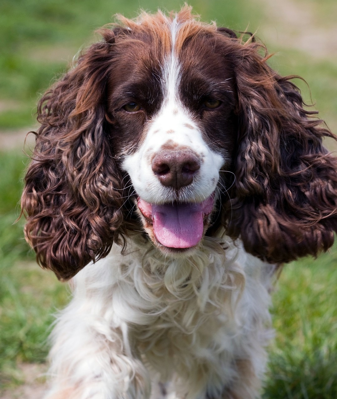English Springer Spaniel running in a field