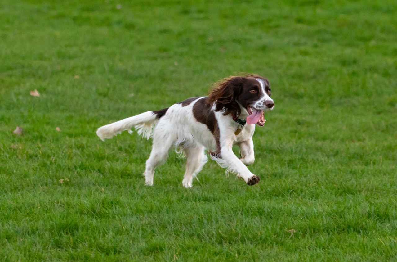 Close-up of an English Springer Spaniel face