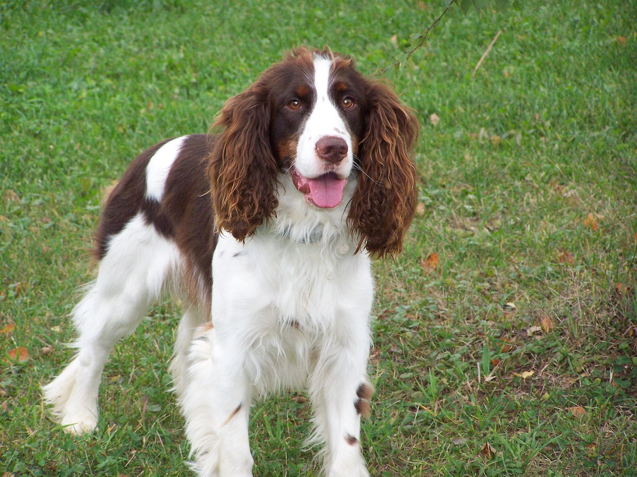English Springer Spaniel playing with a toy