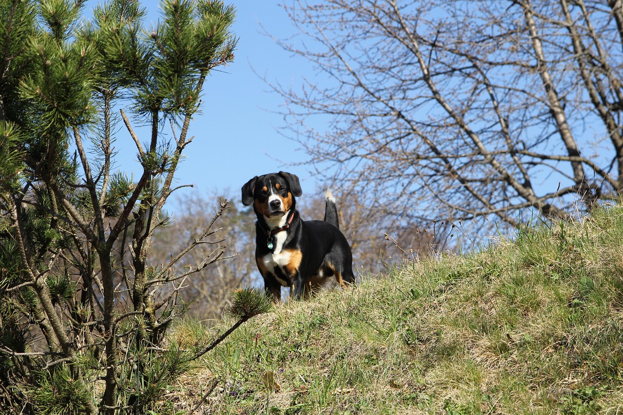 Entlebucher Mountain Dog