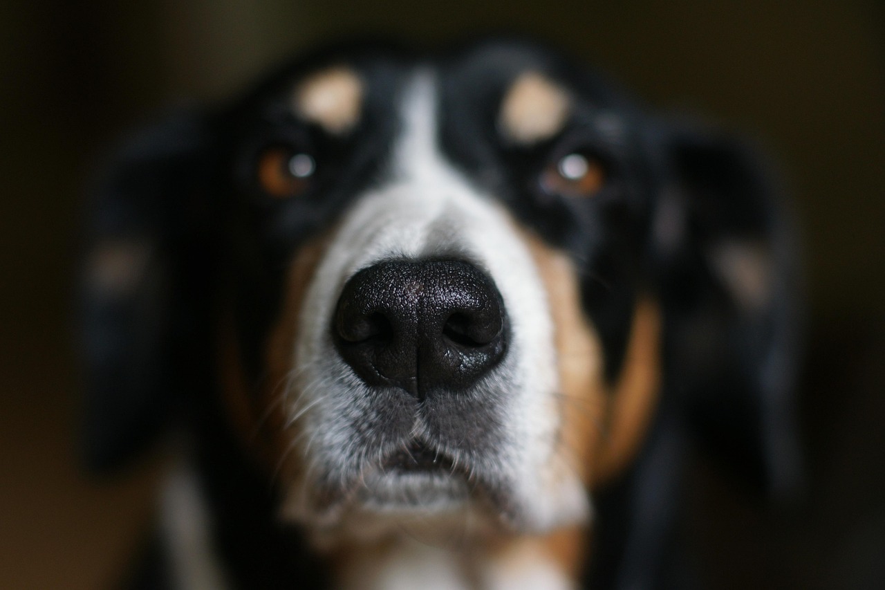 Entlebucher Mountain Dog close-up portrait