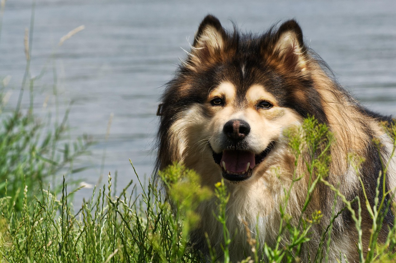 Finnish Lapphund close-up portrait